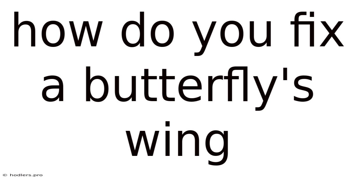 How Do You Fix A Butterfly's Wing