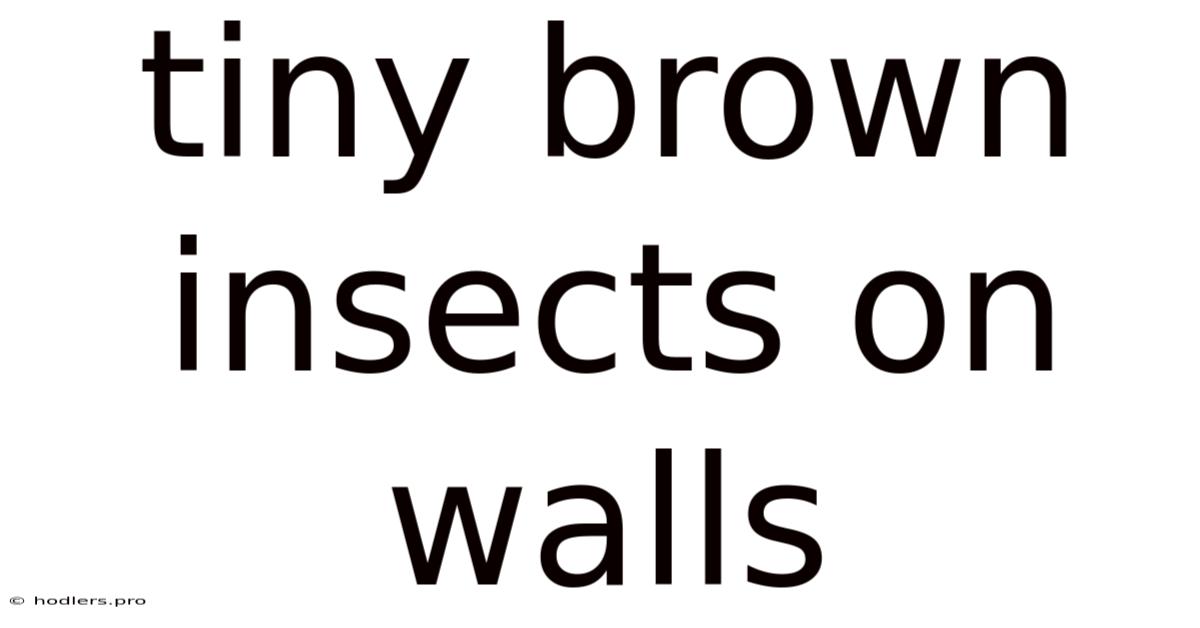 Tiny Brown Insects On Walls