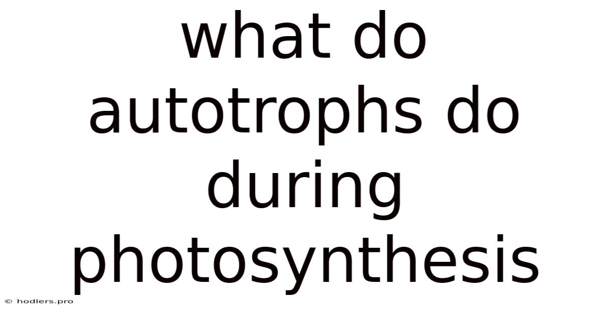 What Do Autotrophs Do During Photosynthesis