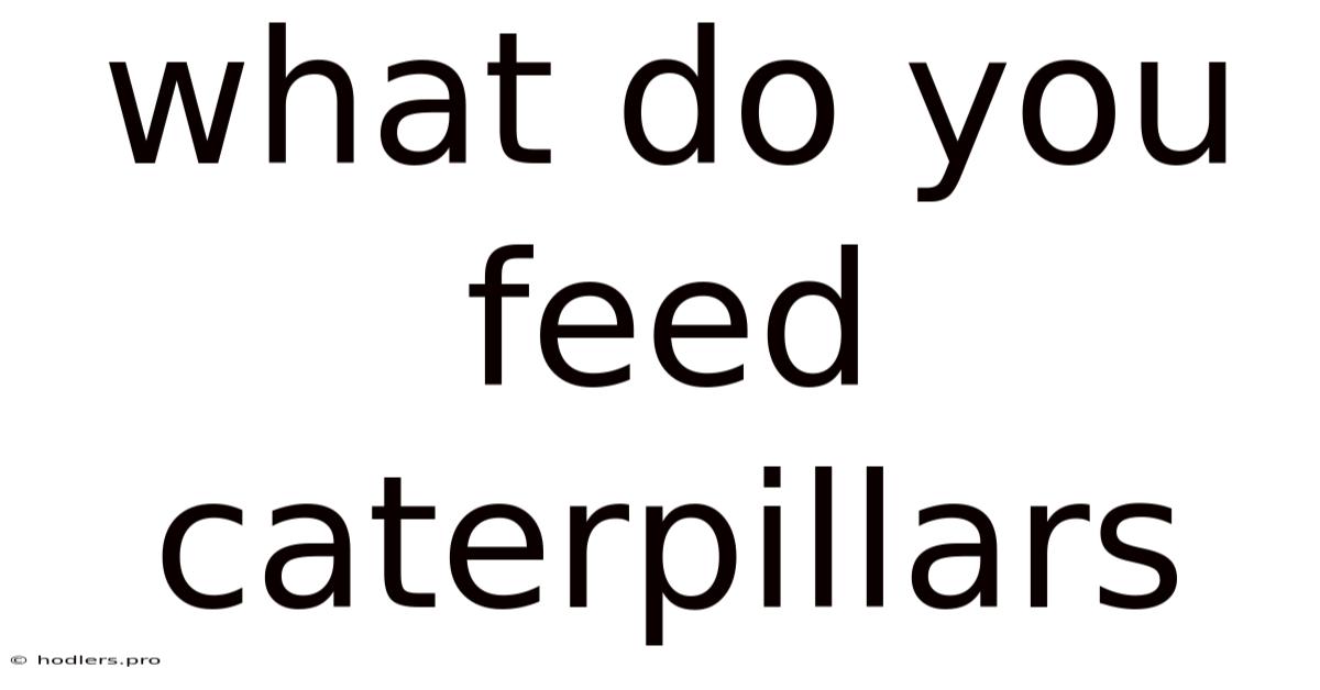 What Do You Feed Caterpillars