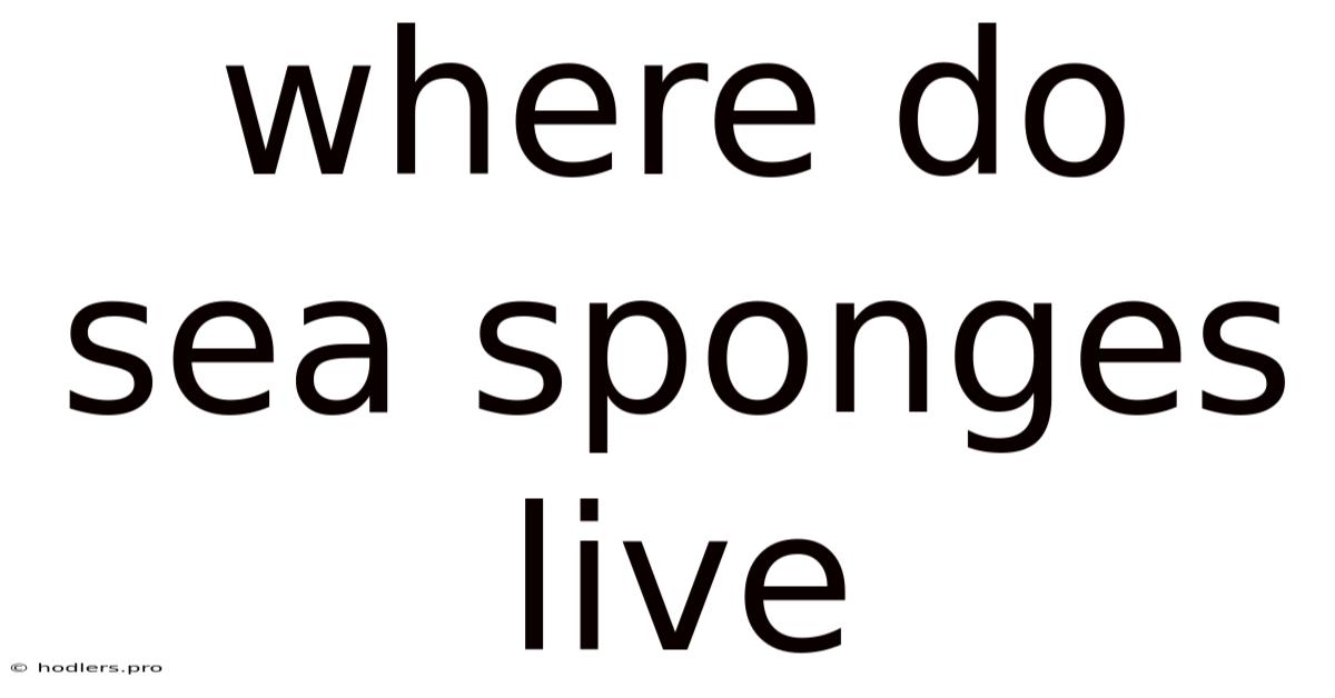 Where Do Sea Sponges Live